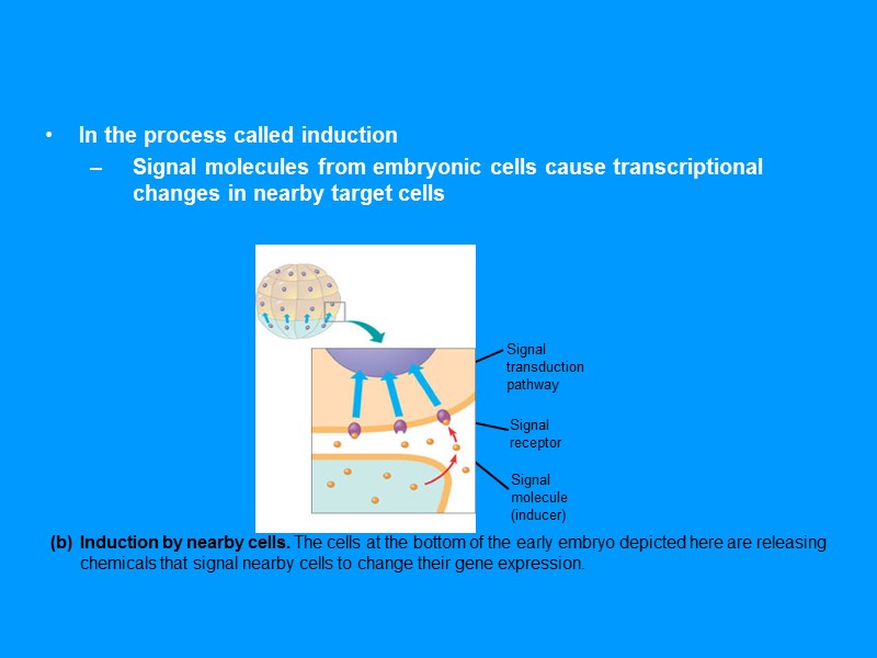 In the process called induction Signal molecules from embryonic cells cause transcriptional changes in In the process called induction Signal molecules from embryonic cells cause transcriptional changes in